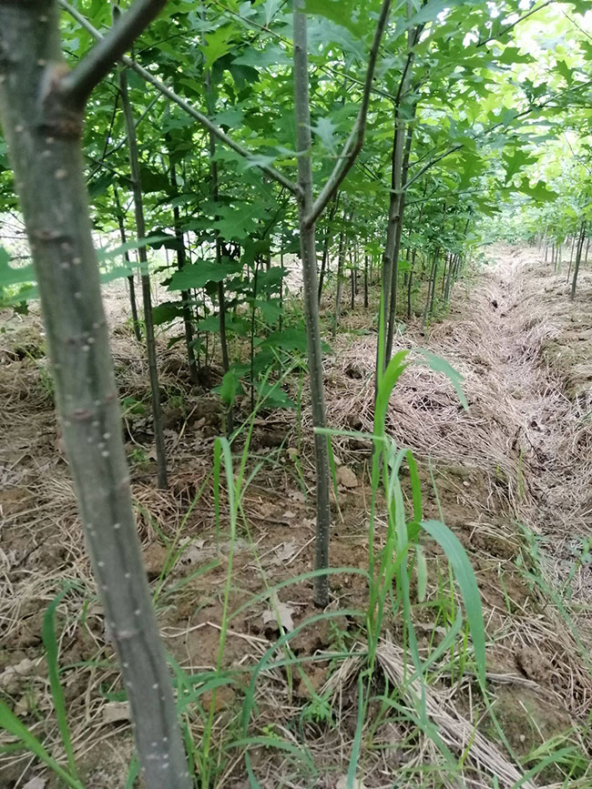1598415373159962.jpg 娜塔櫟小苗如何種植?娜塔櫟種植技術