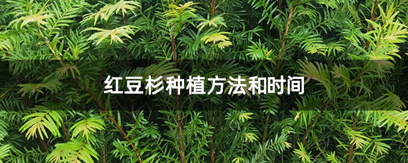 紅豆杉種植方法和時間 紅豆杉種植方法和時間