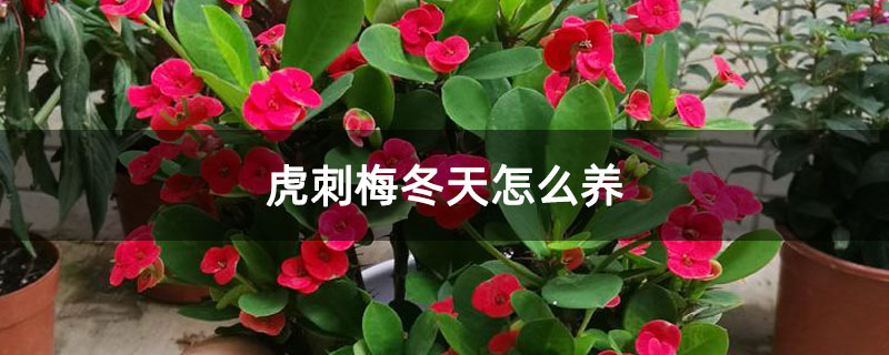 虎刺梅冬天怎么養(yǎng) 虎刺梅冬天怎么養(yǎng)
