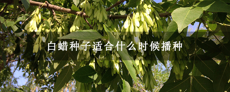 白蠟種子適合什么時(shí)候播種 白蠟種子適合什么時(shí)候播種