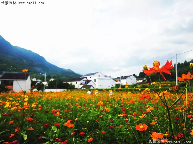 草本植物開花野花組合圖片