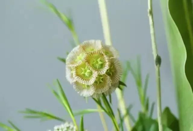 輪峰菊的形態(tài)特征、生長習性及種植方法